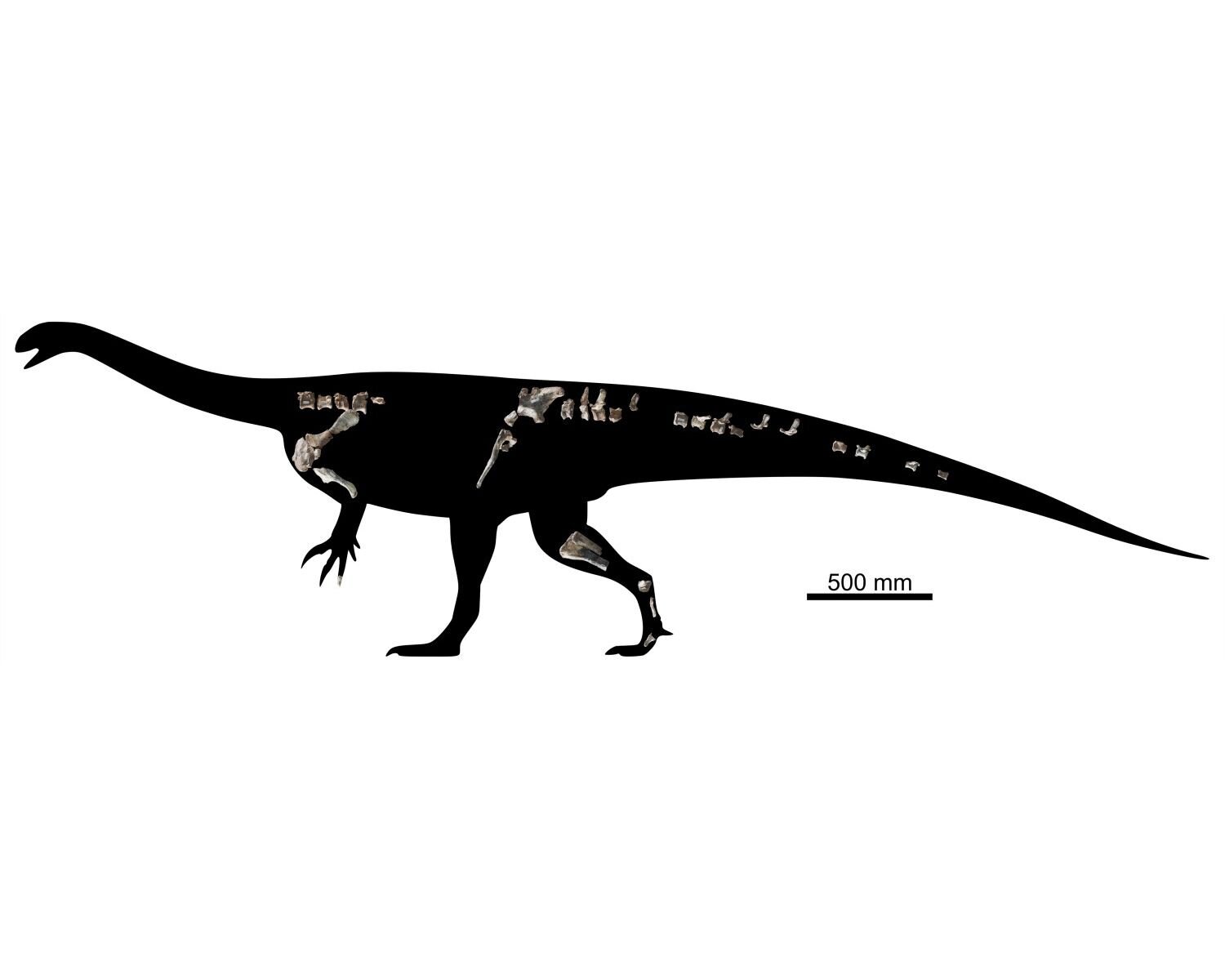 Zimbabwe dinosaur discovery reveals 210-million-year-old species
