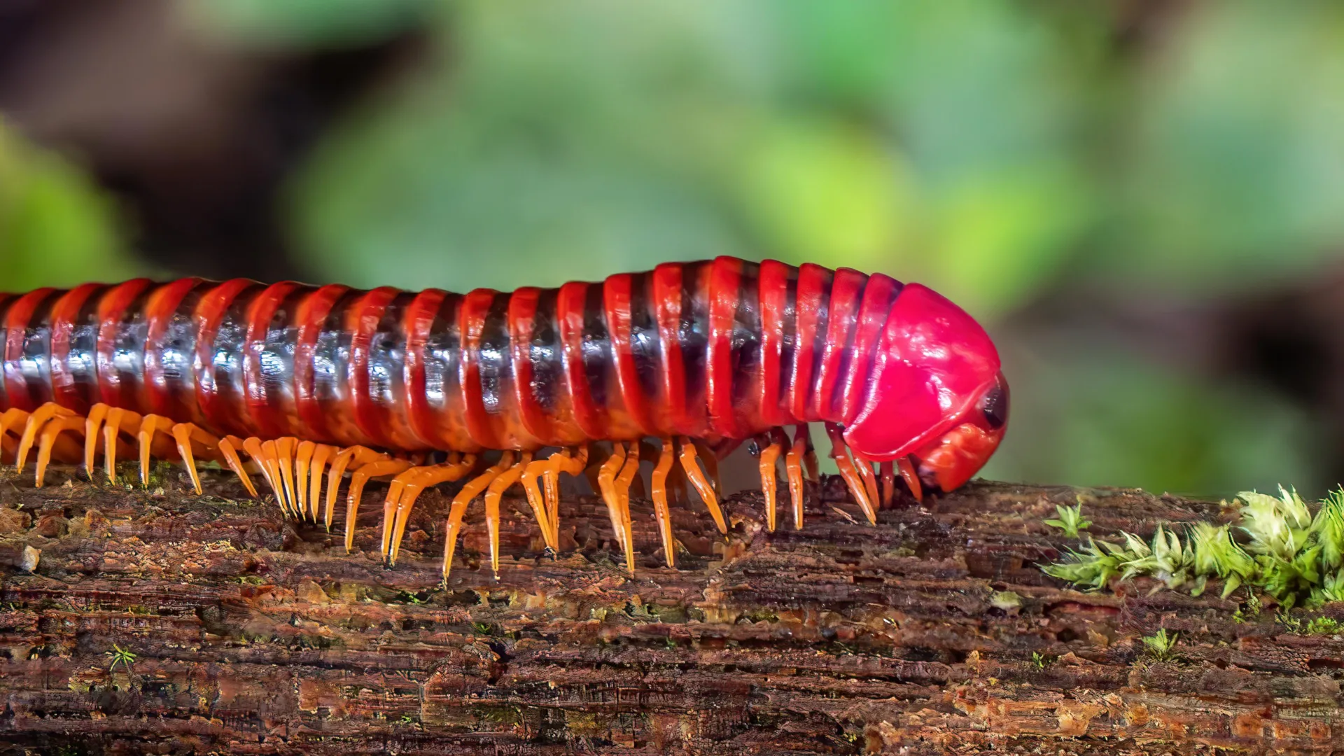 Millipede family tree points to life on land 460 million years ago