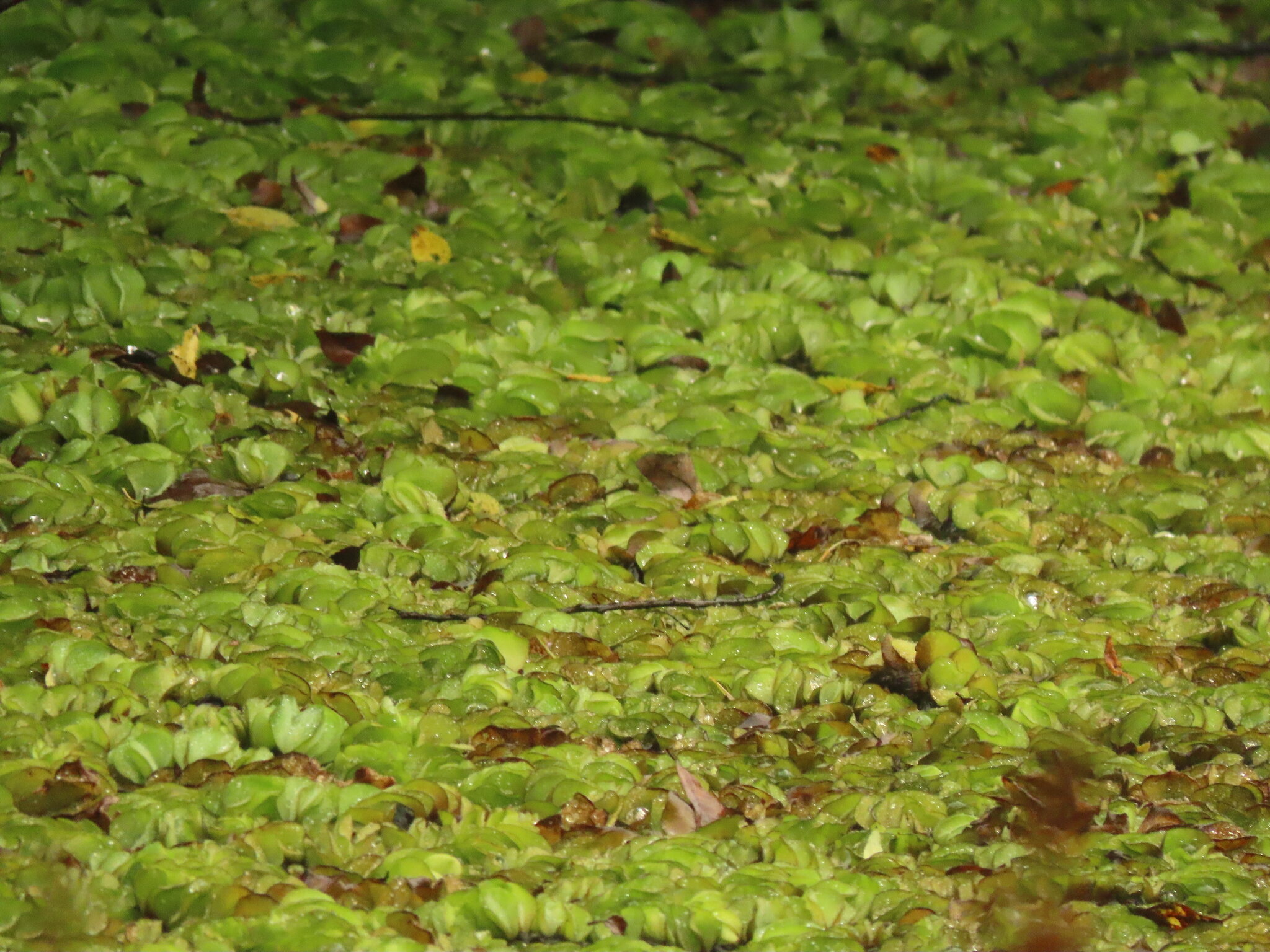 Genome study reclassifies fast-spreading invasive fern