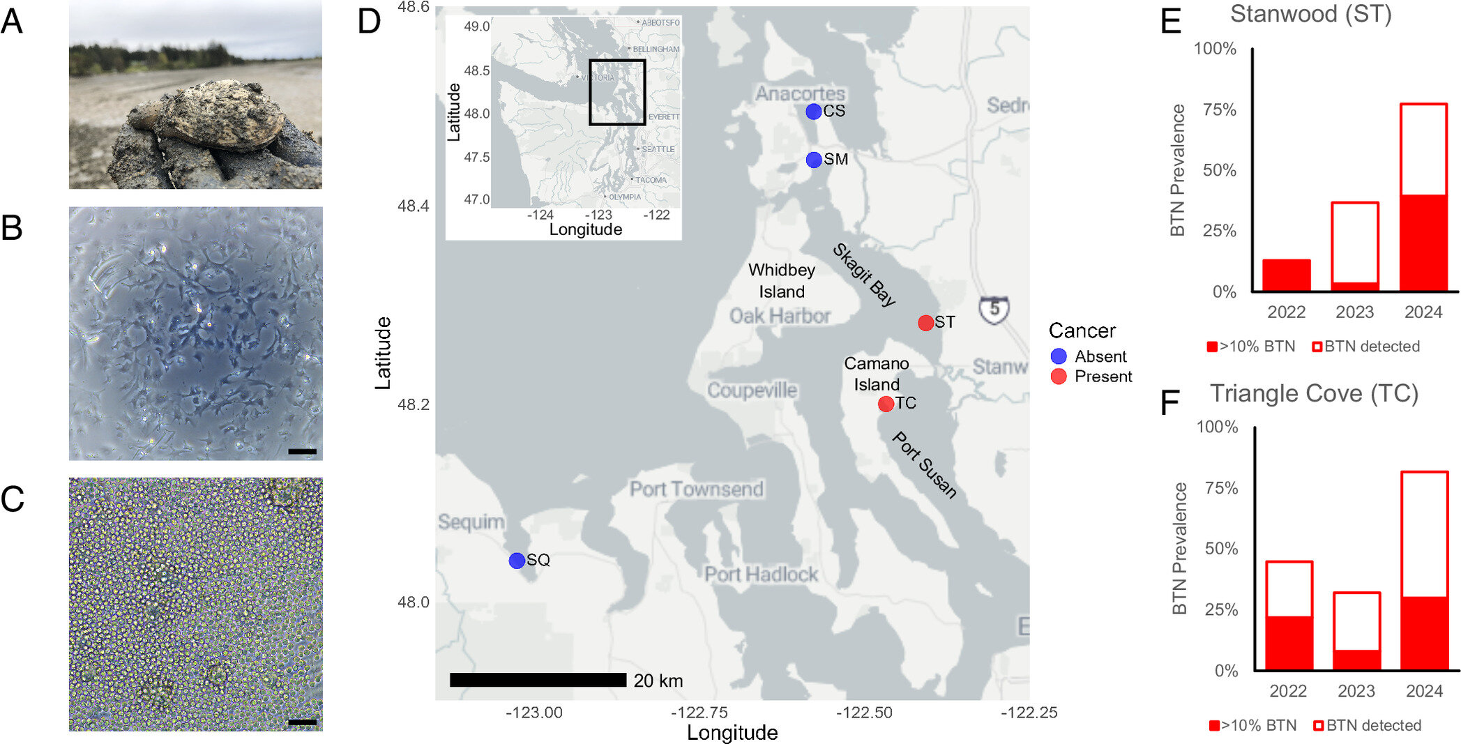 Puget Sound clam cancer traced to Atlantic lineage