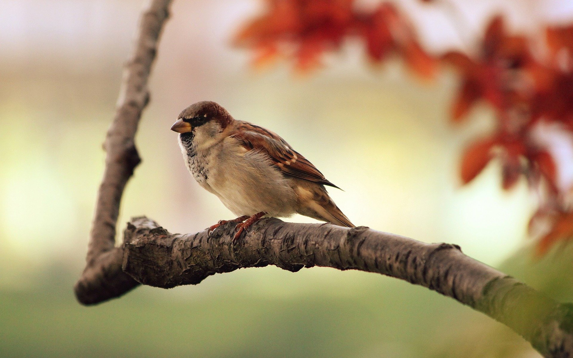 Study finds young adults know few farmland species around them