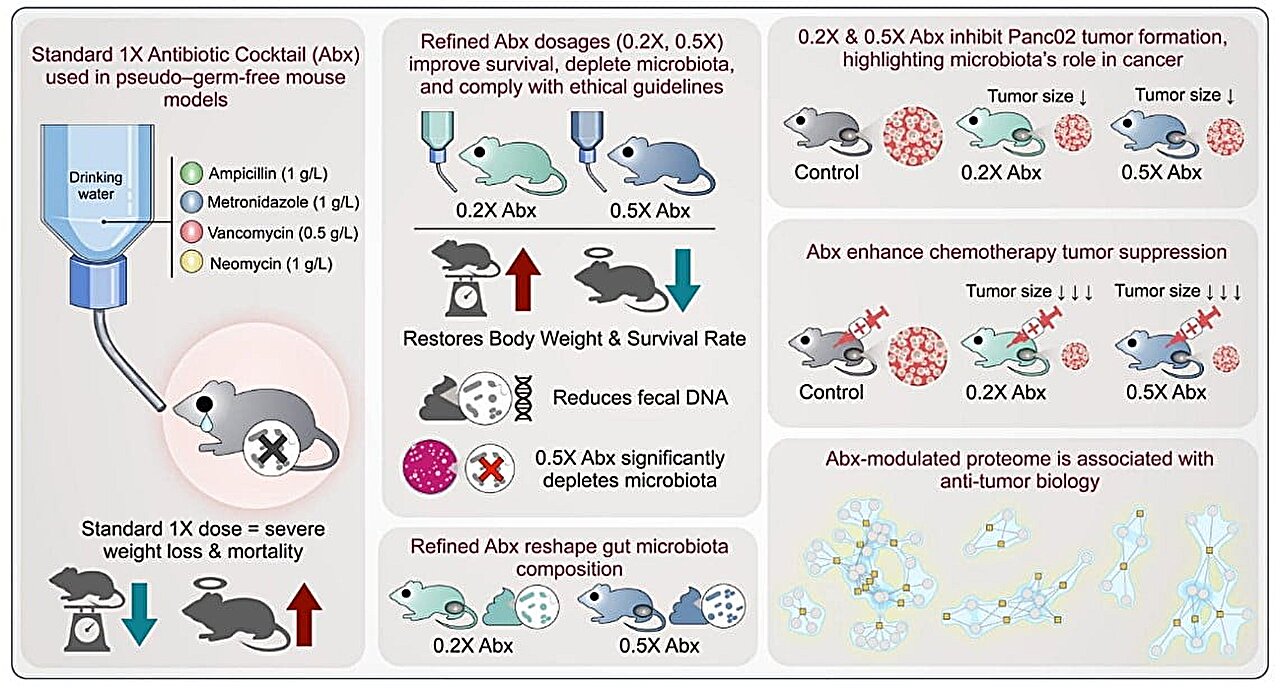 Lower antibiotic doses improve mouse model for pancreatic cancer microbiome studies