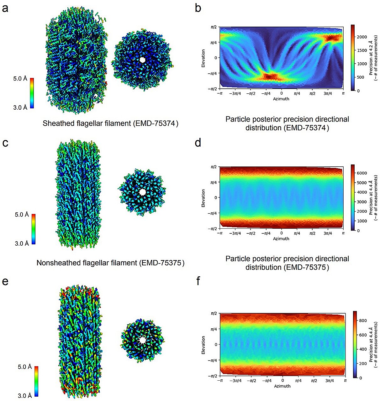 Cryo-EM reveals how gum disease bacterium twists through tissue