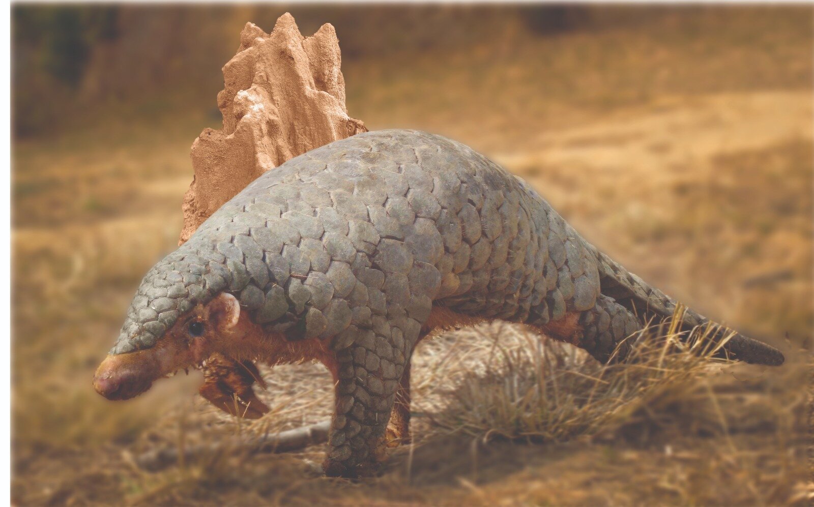 DNA from 1836 specimen confirms Himalayan pangolin as its own species