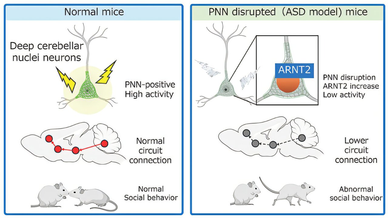 Mouse study links cerebellar cell coatings to social behavior