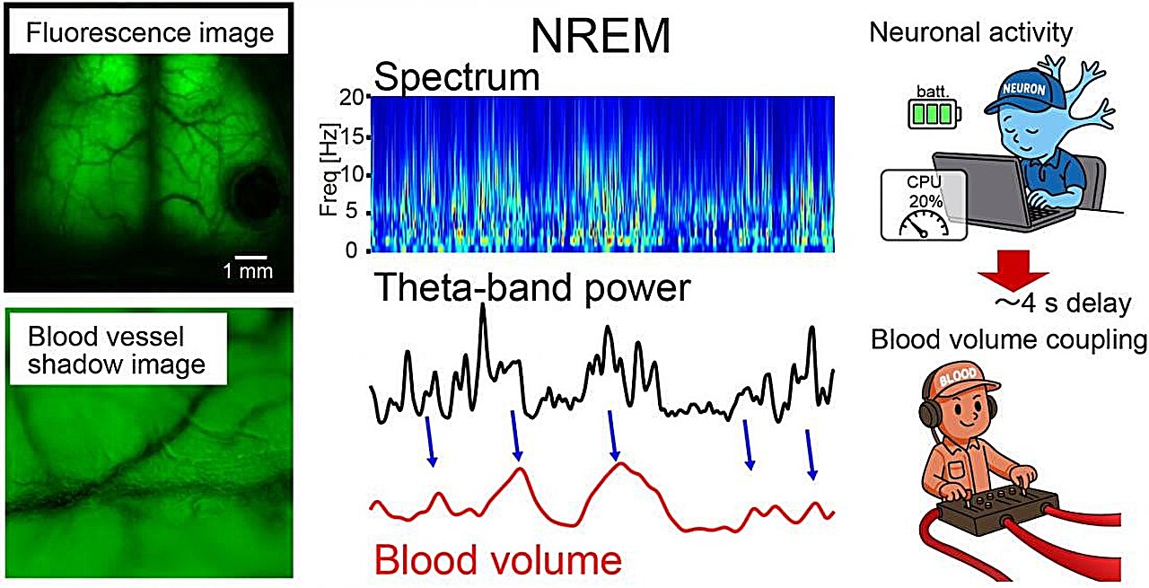 REM sleep energy study finds neurons run low during dreaming