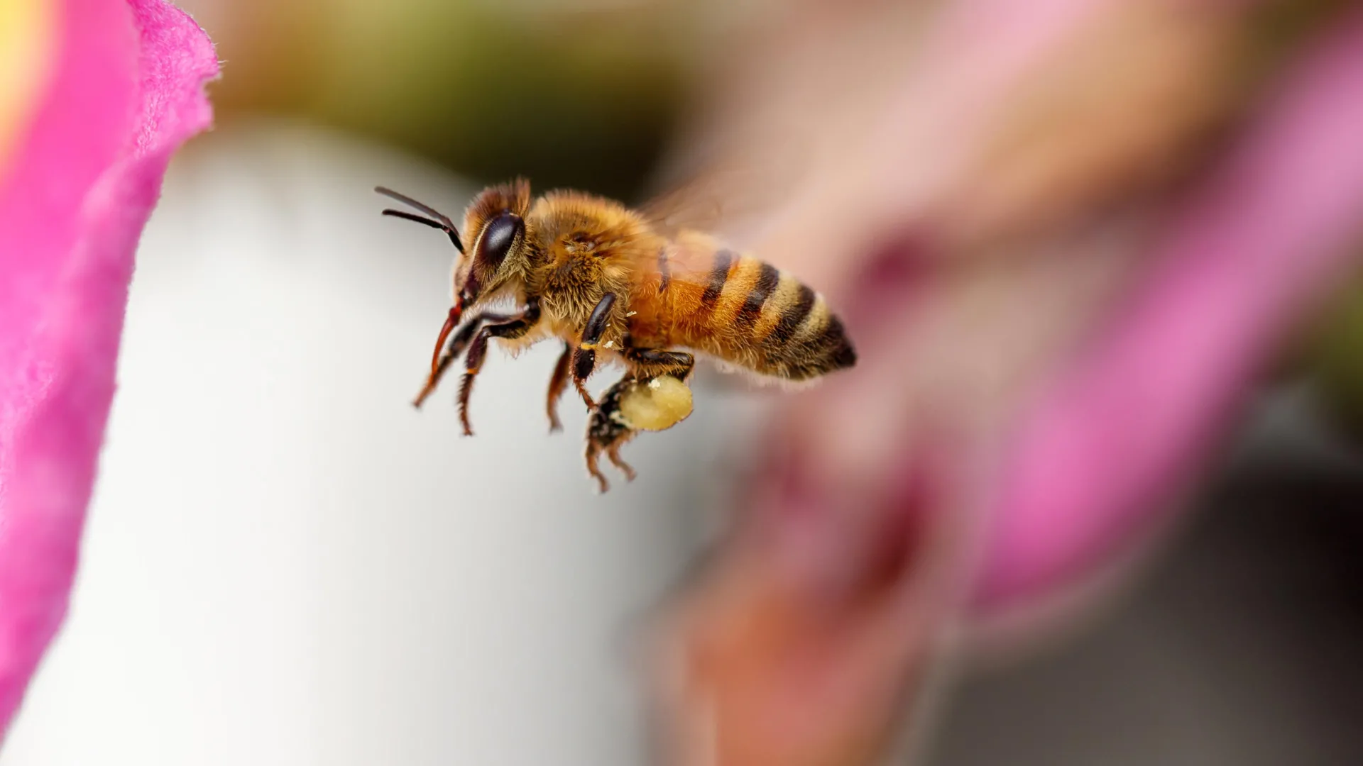 Honey bees follow individual routes with centimeter-level precision