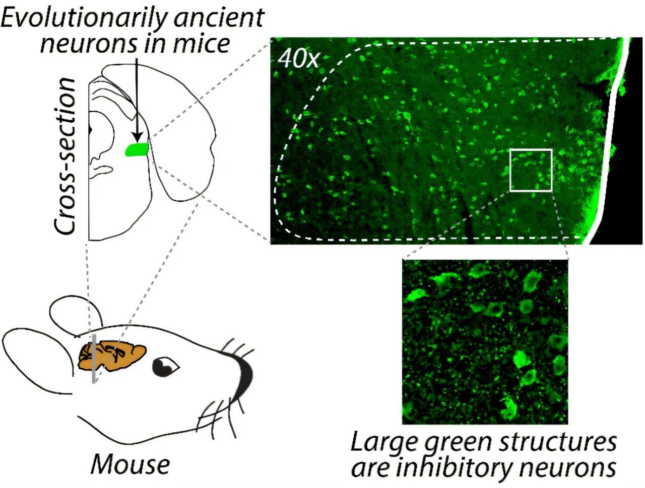Brainstem circuit tied to attention control in mouse study