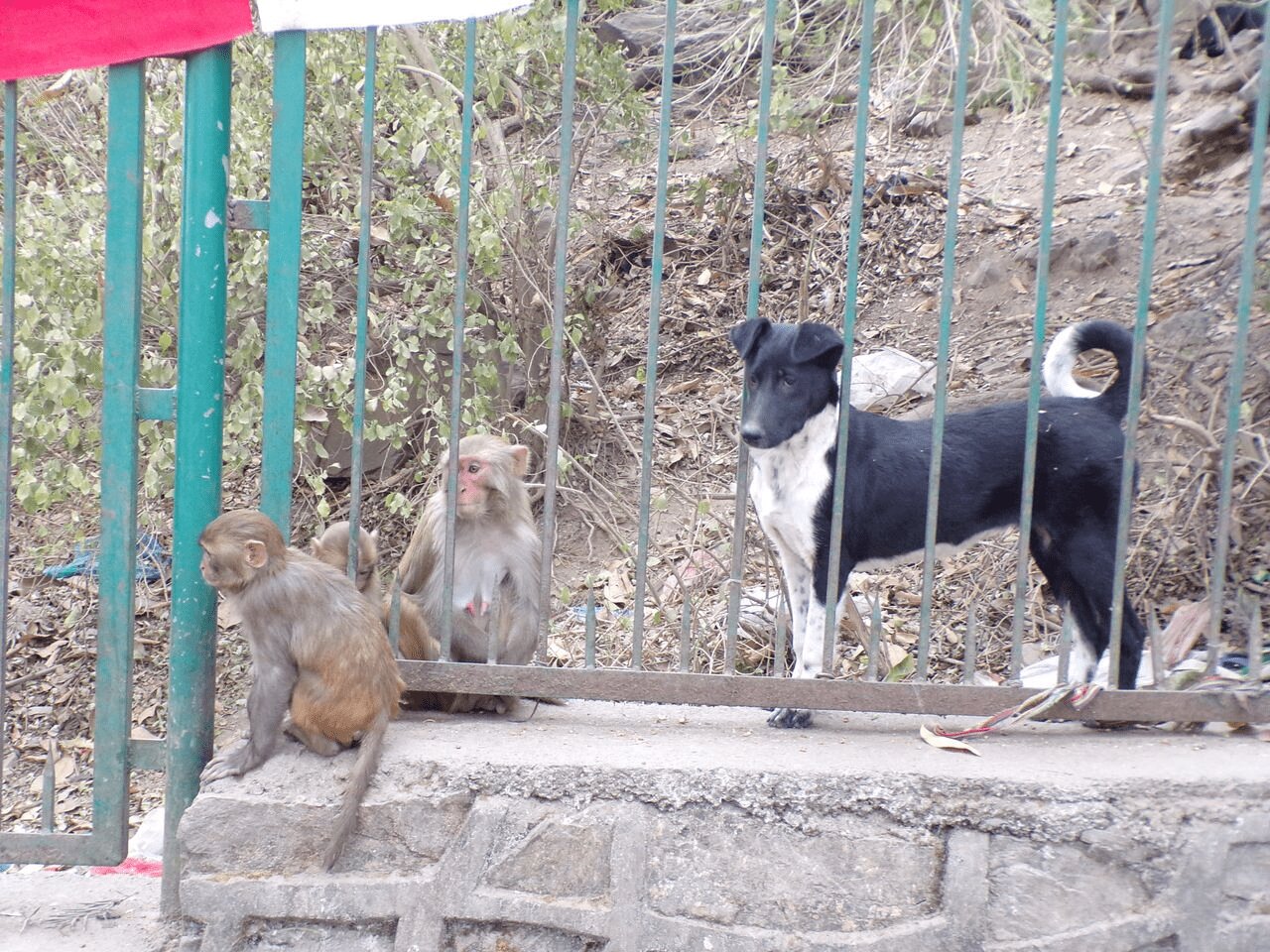 Study links tourist site animal contact to parasite exposure risk