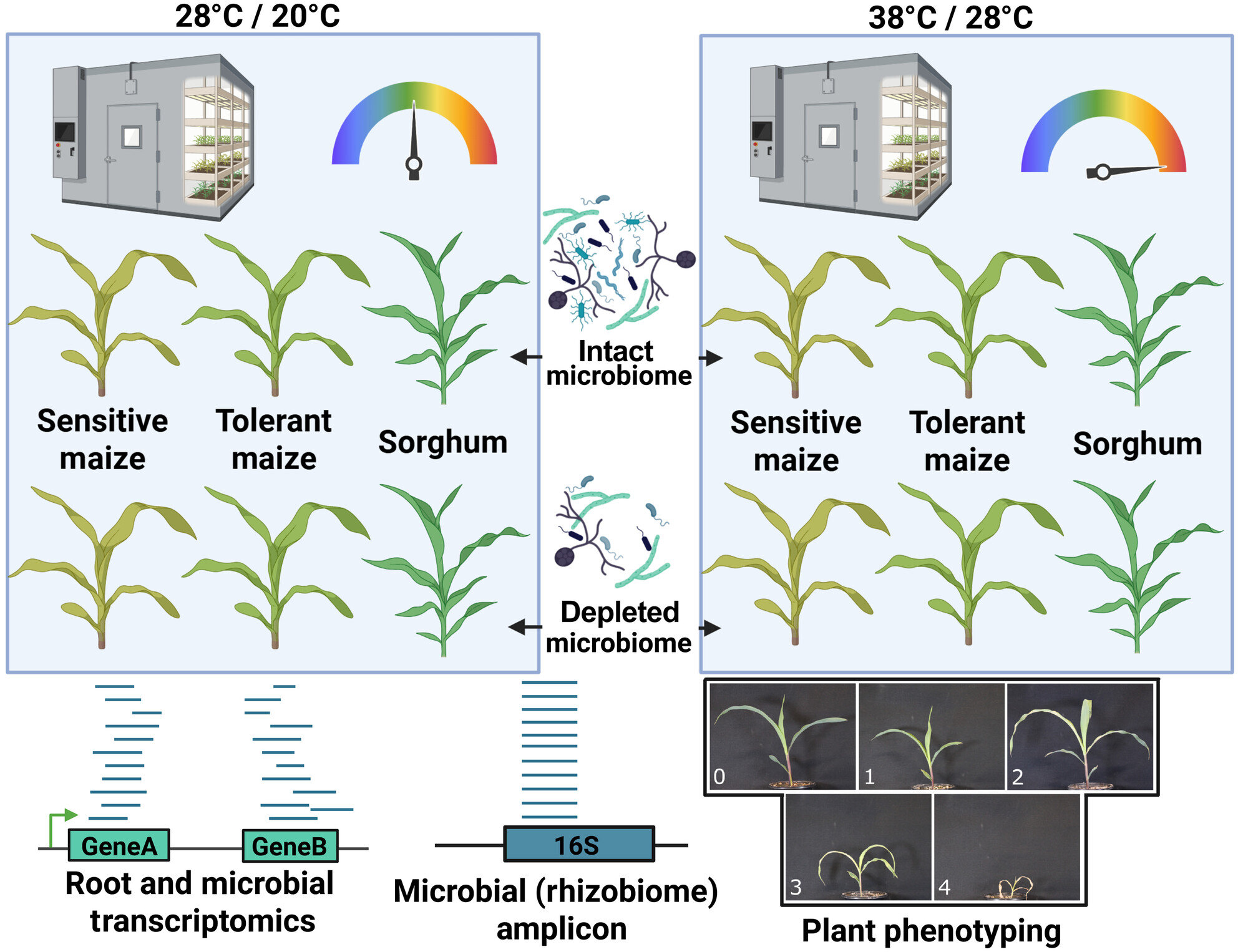 Root microbes linked to heat response in maize and sorghum
