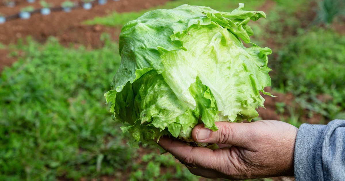 Cyclospora outbreak in Michigan shows signs of slowing after lettuce recall