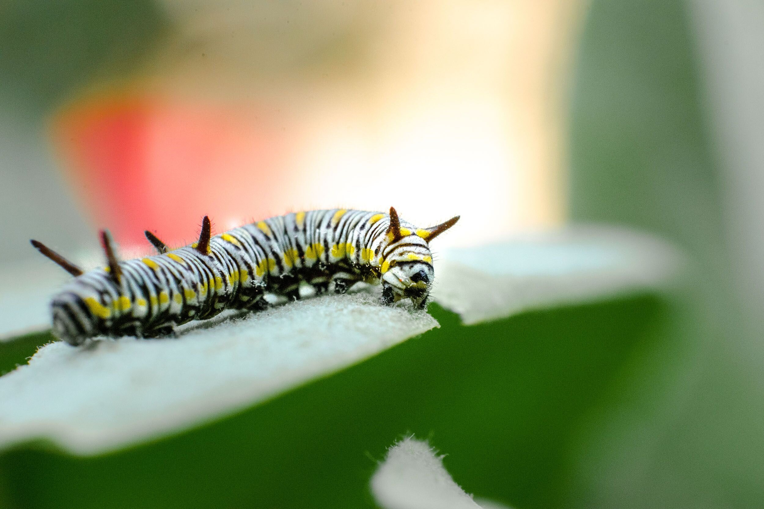 Plant variety linked to picky eating in butterfly caterpillars
