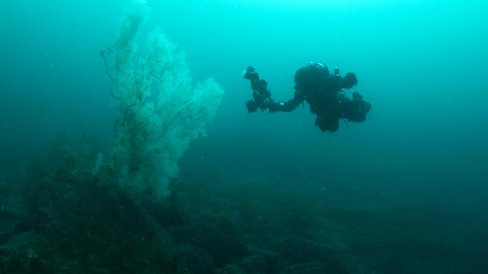 Centuries-old black coral found in New Zealand fiord