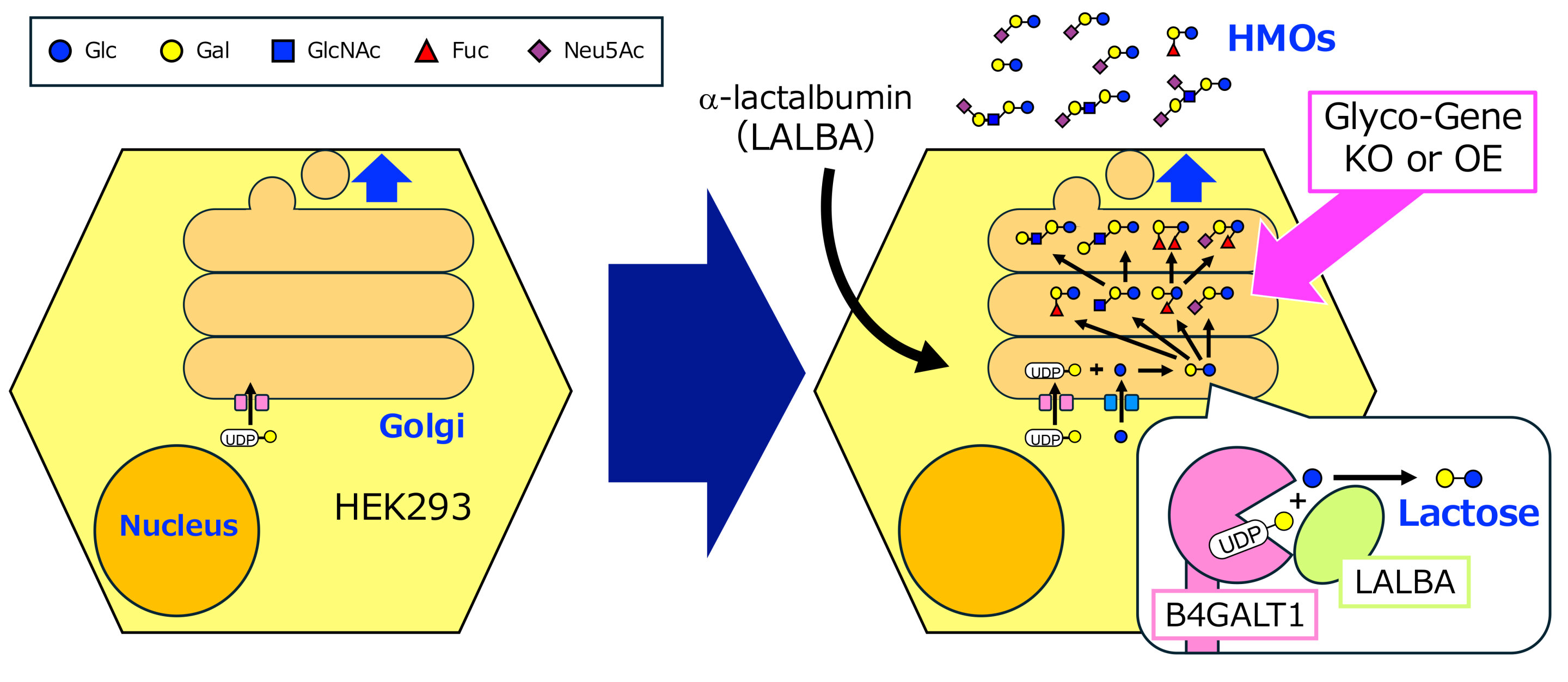 Human milk oligosaccharides formula research gets cell-based boost