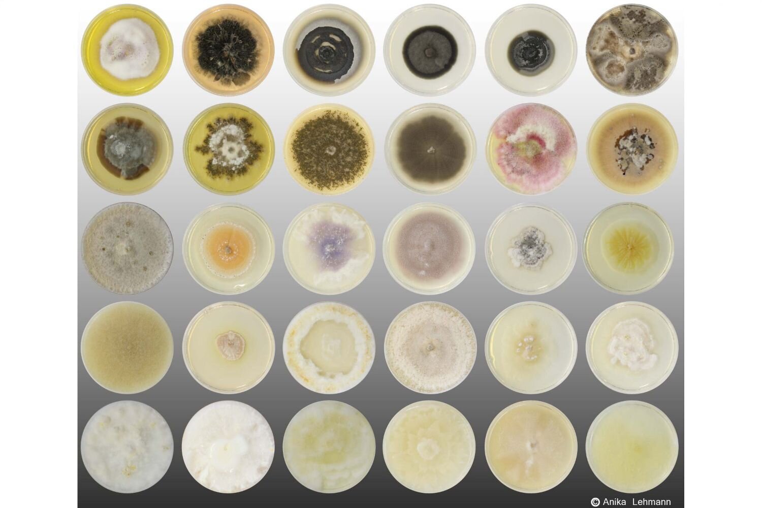 Soil fungi review links hidden networks to crops, carbon and health