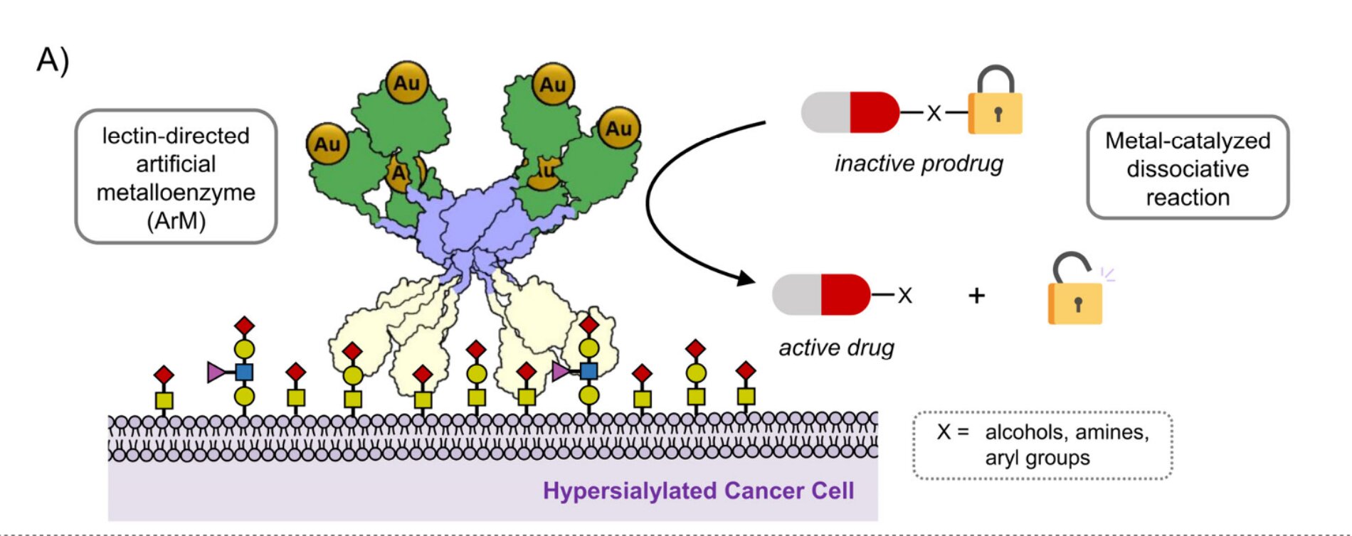 Gold-catalyzed anticancer prodrugs advance with HKUST reaction
