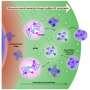 Study identifies nucleolus subcompartments involved in ribosome assembly