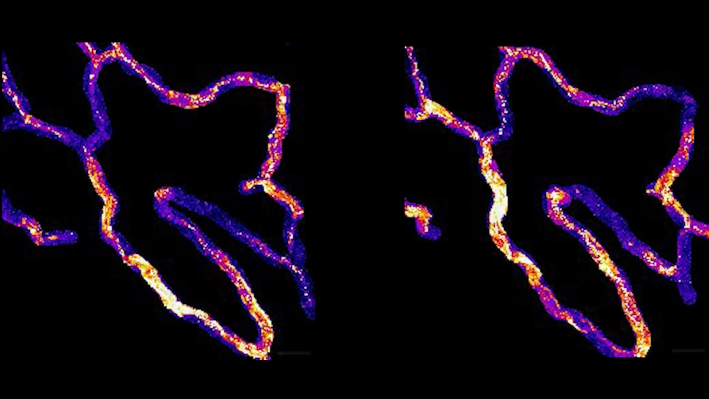 Capillary cells kept signaling roles for weeks in mouse study