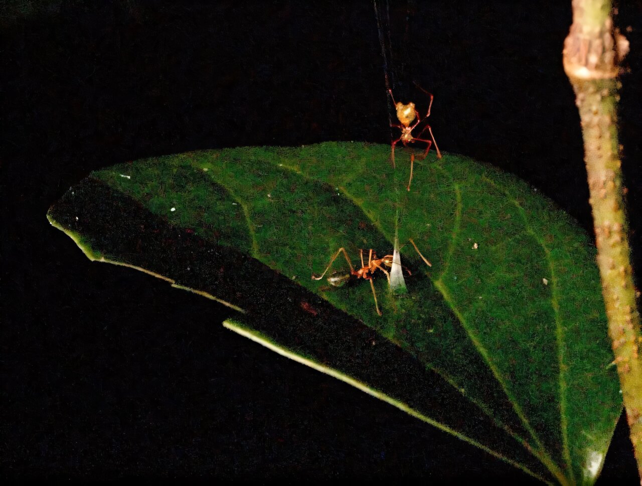 Australian spider uses spring-loaded web to catch one ant species