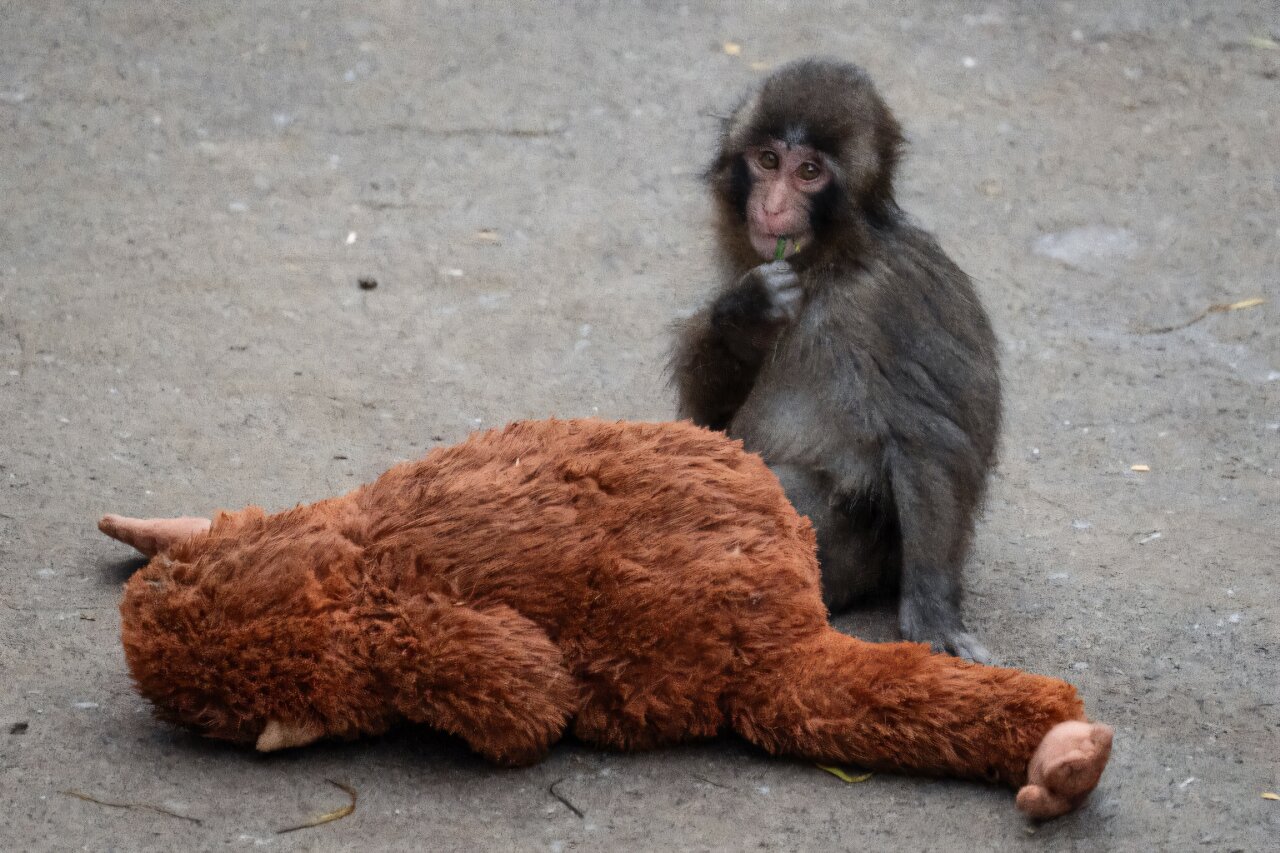 Baby monkey Punch first birthday brings fans and cards to Japan zoo