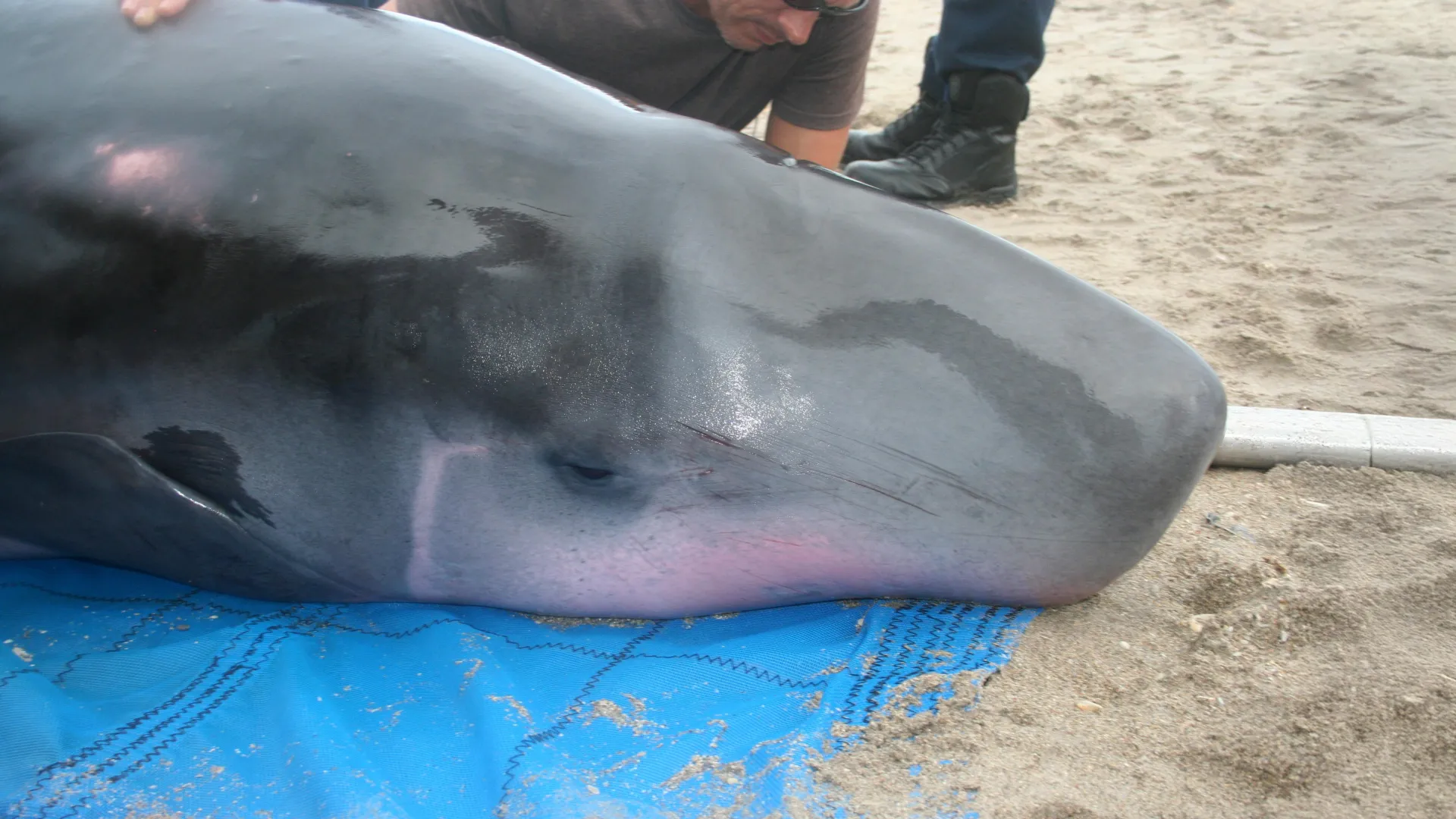New stomach bacteria identified in stranded pygmy sperm whales