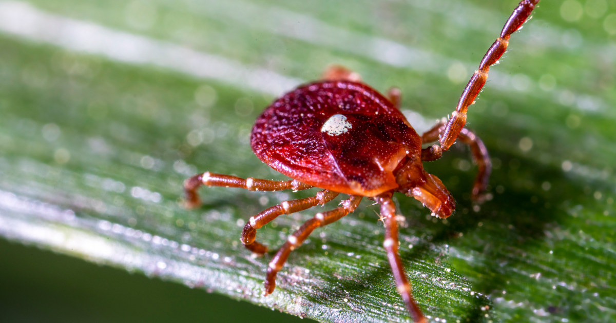 Tick-linked meat allergy risk may be wider than known