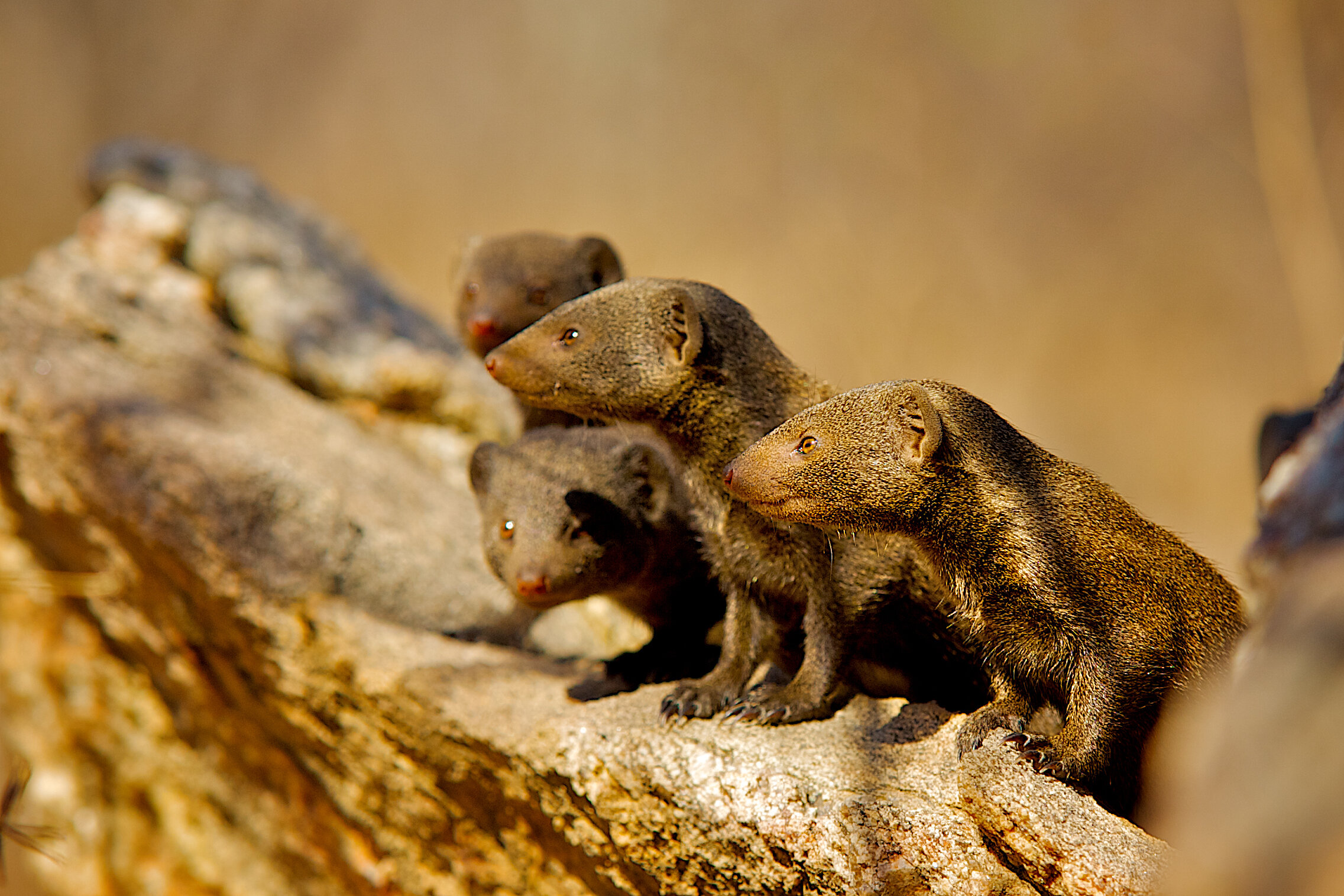 Dwarf mongooses adjust patrols before rival groups appear