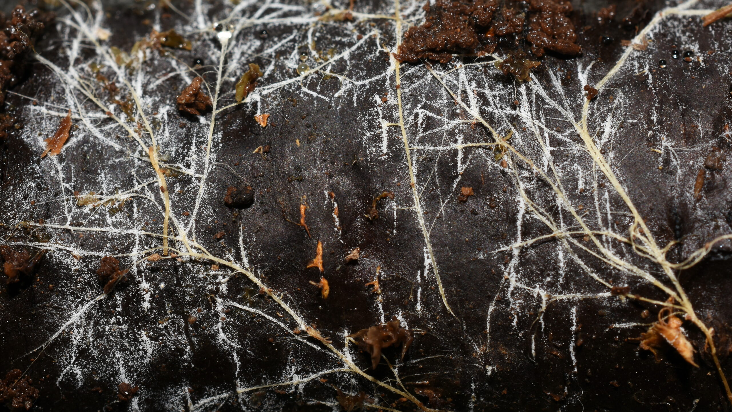 Global fungal web mapped at 110 quadrillion kilometers, study finds
