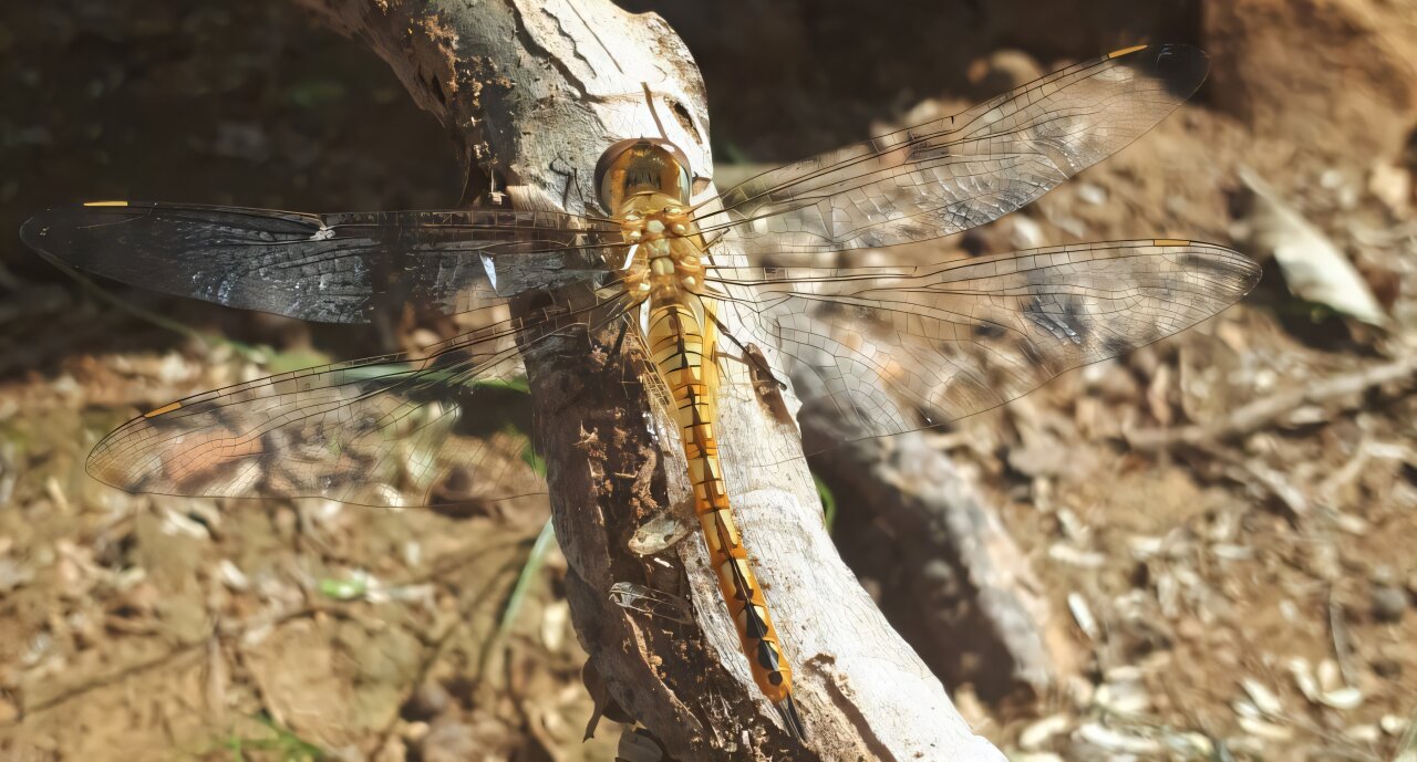 Review confirms migration in 100 dragonfly and damselfly species