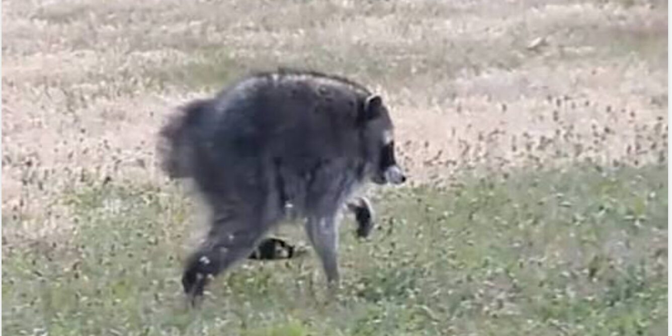 Jimothy raccoon condition is short spine syndrome, rare in mammals