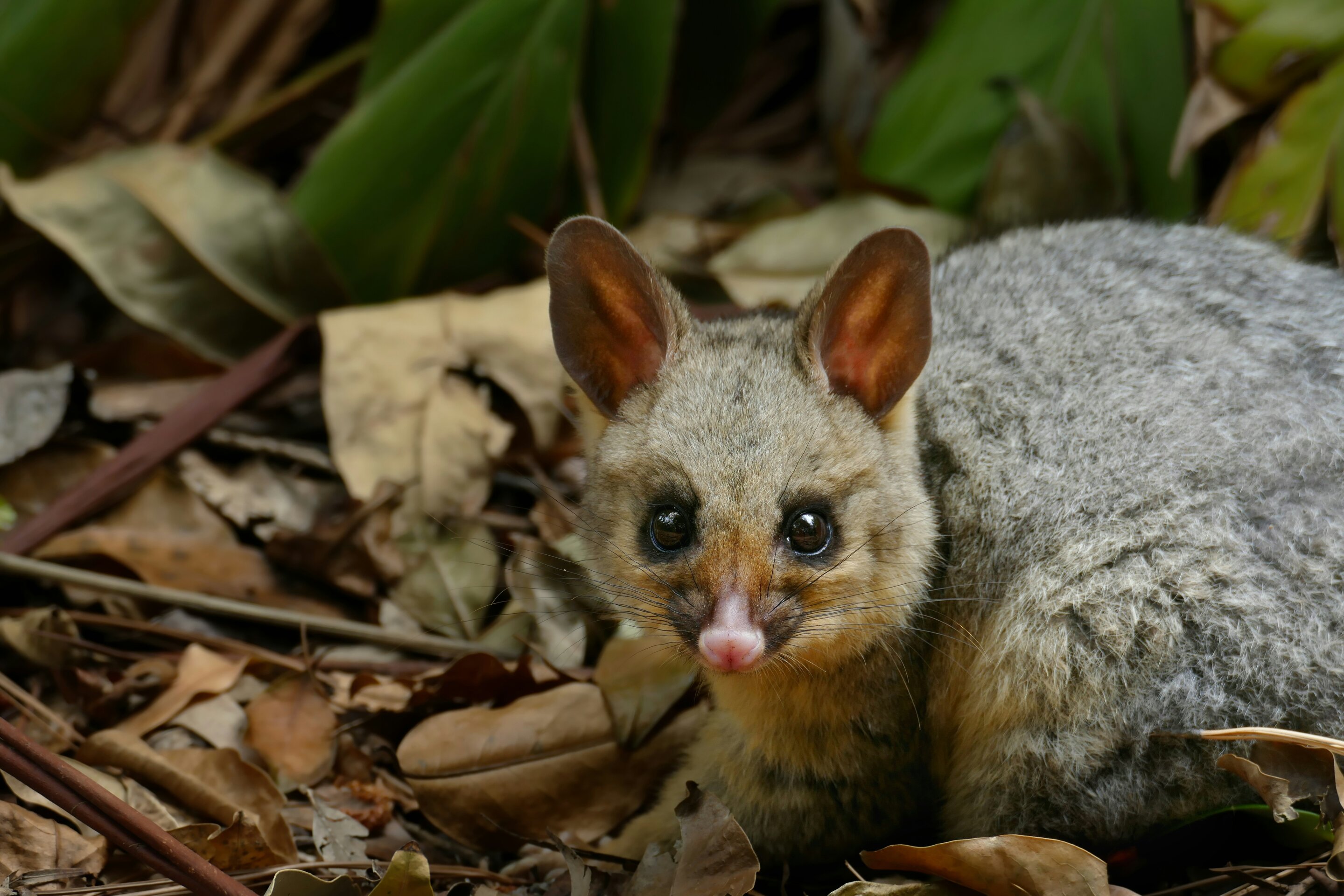 Rescuing wild animals in Australia can carry hidden risks, researchers say