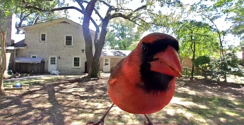 Birdbuddy Pro solar feeder drops to $168 for Prime Day