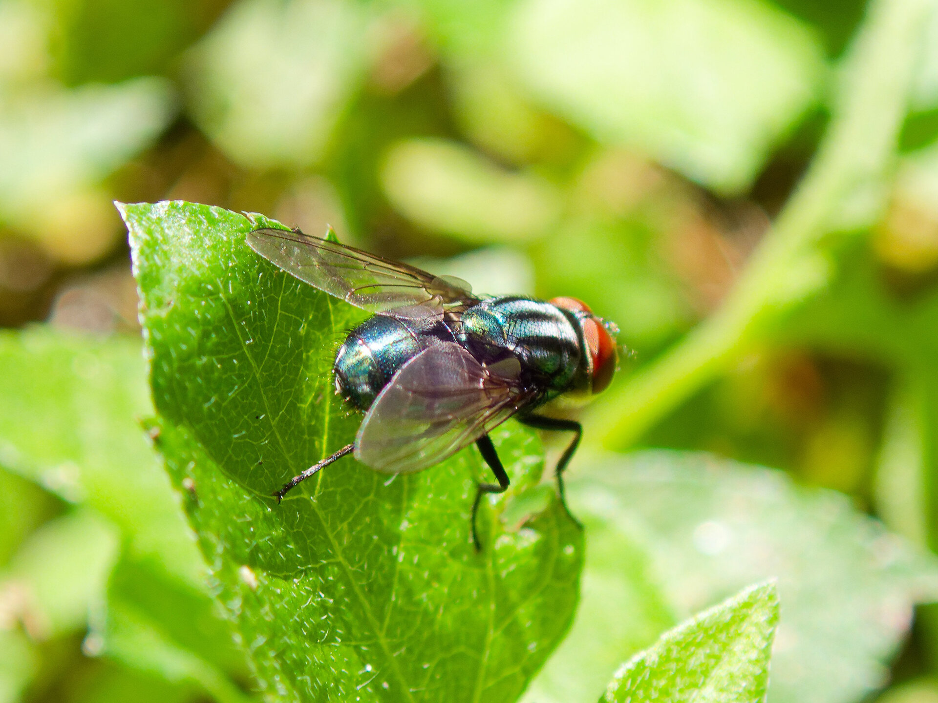 New World screwworm traps may improve with wound-odor research