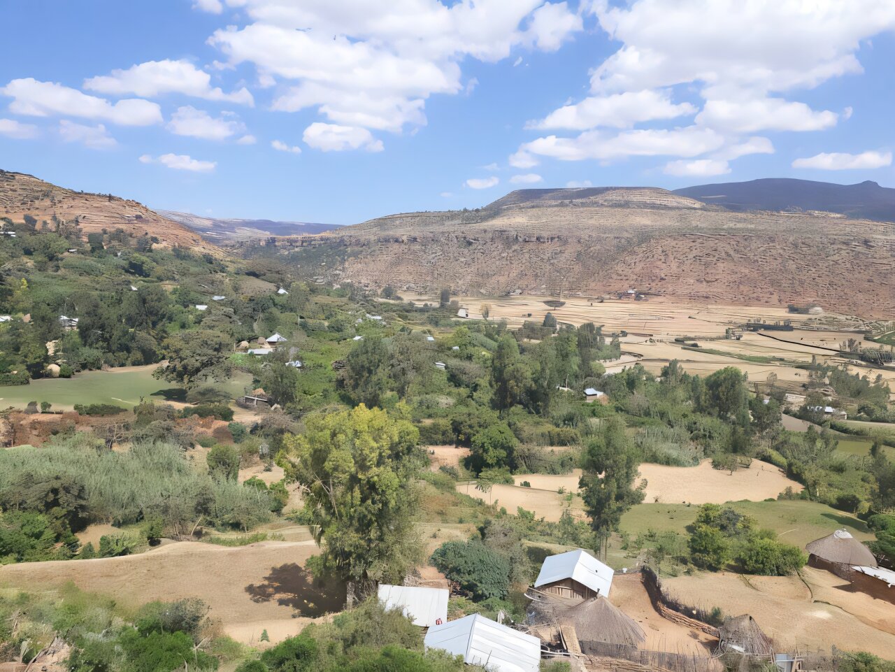 Tigray grapevines research identifies rare landrace with ancient roots