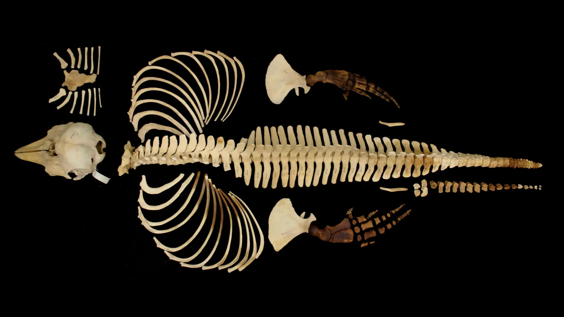 Researchers build 3D archive of rare vaquita skeleton