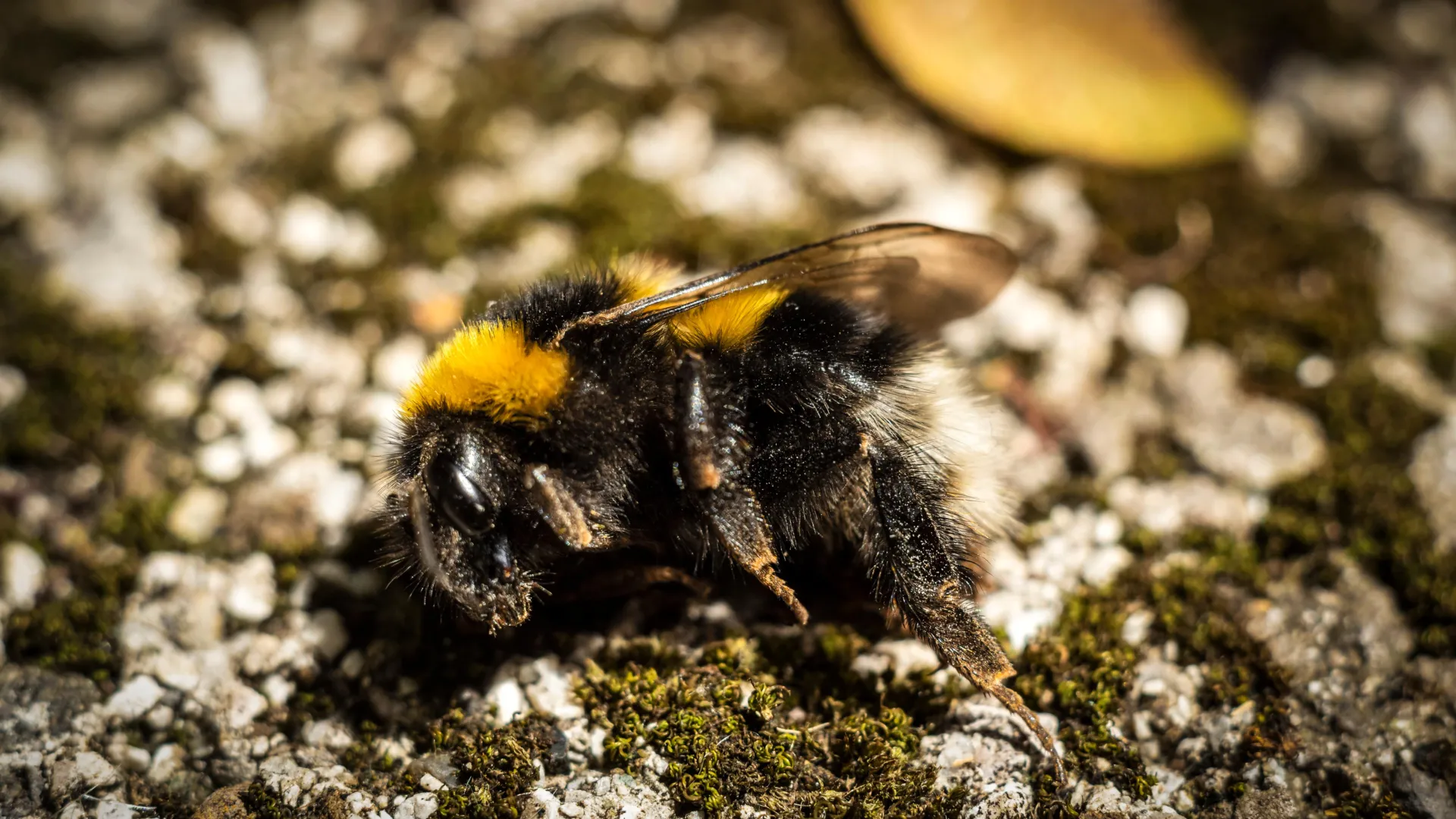 Dead bumblebees on sidewalks linked to heat and habitat pressure