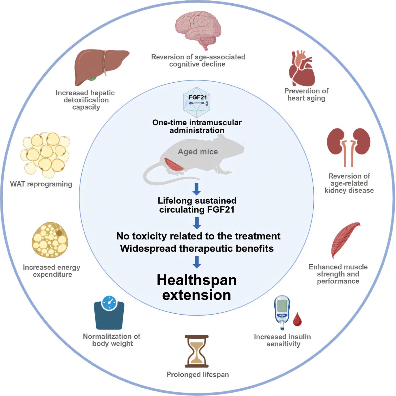 One-dose FGF21 gene therapy extends health span in aging mice
