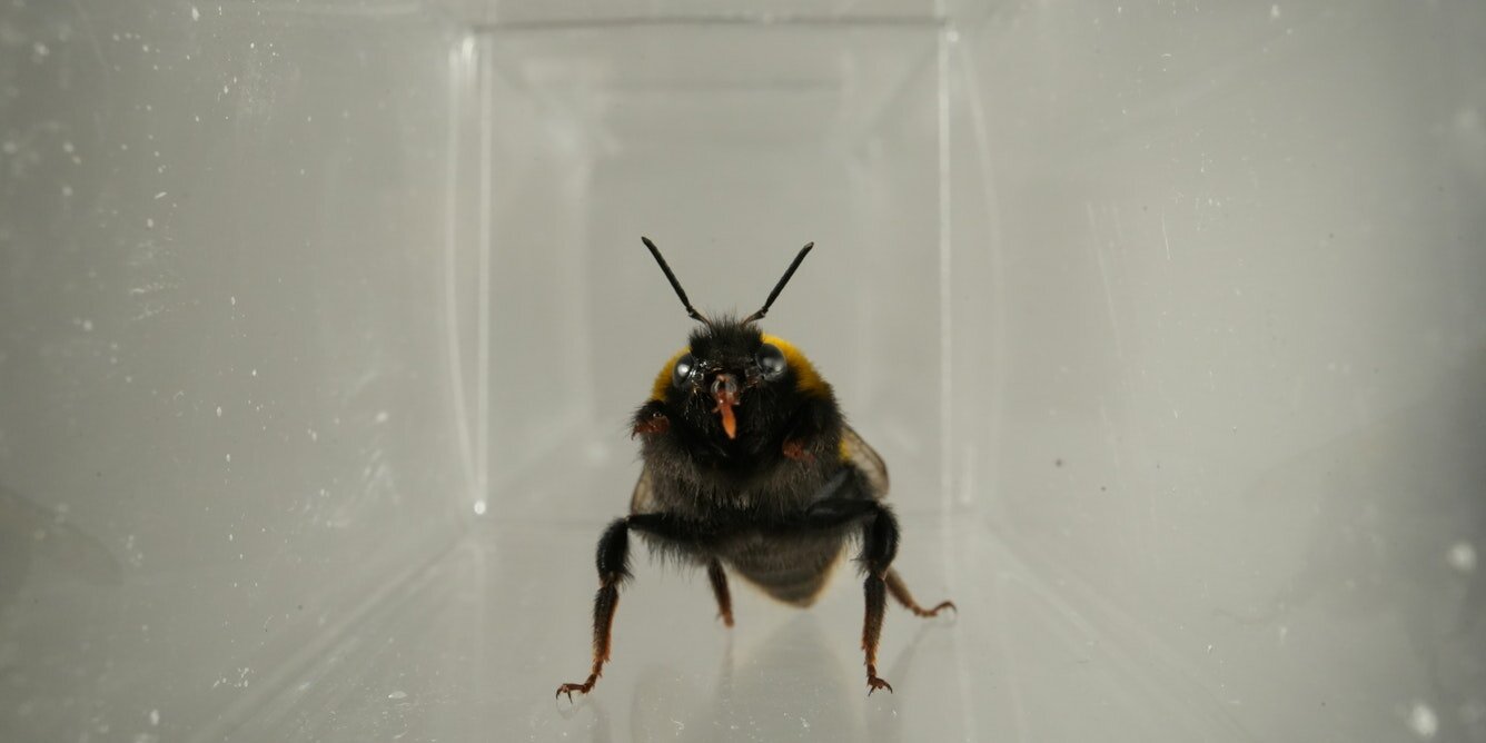 Bumblebee mouth movements may reveal inner states, study finds