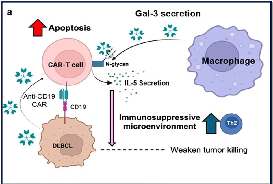 Engineered CAR-T cell coating shrinks lymphoma tumors in mouse study