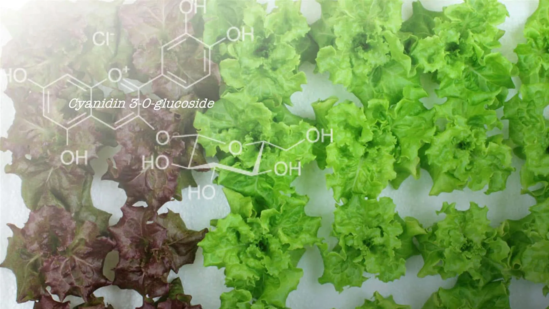 Gene edit turns red lettuce green while raising other flavonoids