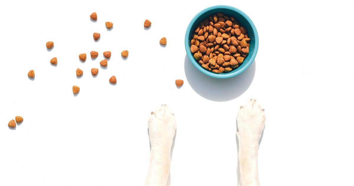 Puppy food guidance centers on nutrition standards and breed size