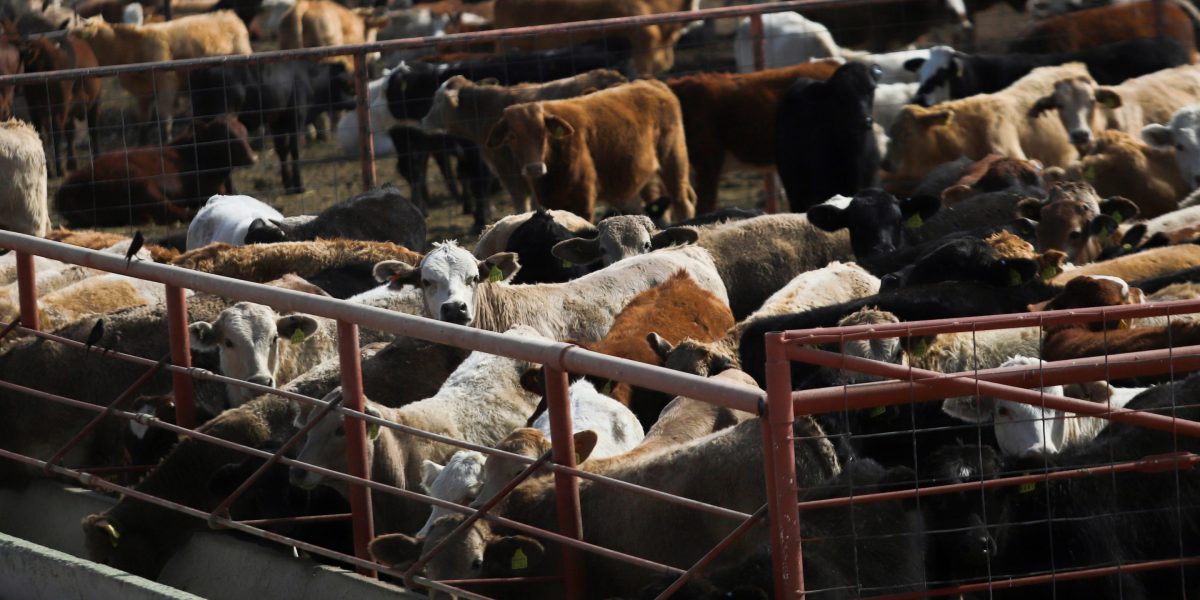 Sterile fly plant delay complicates U.S. fight against screwworm
