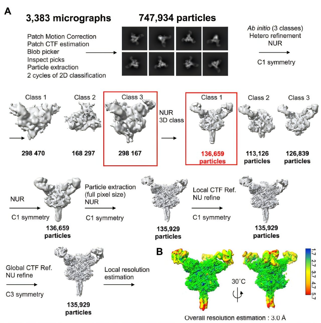 Antibody pair protects animals from deadly Nipah after infection starts