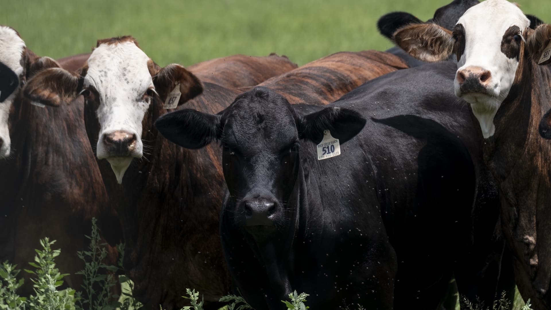 USDA says food supply is safe after more screwworm cases in Texas