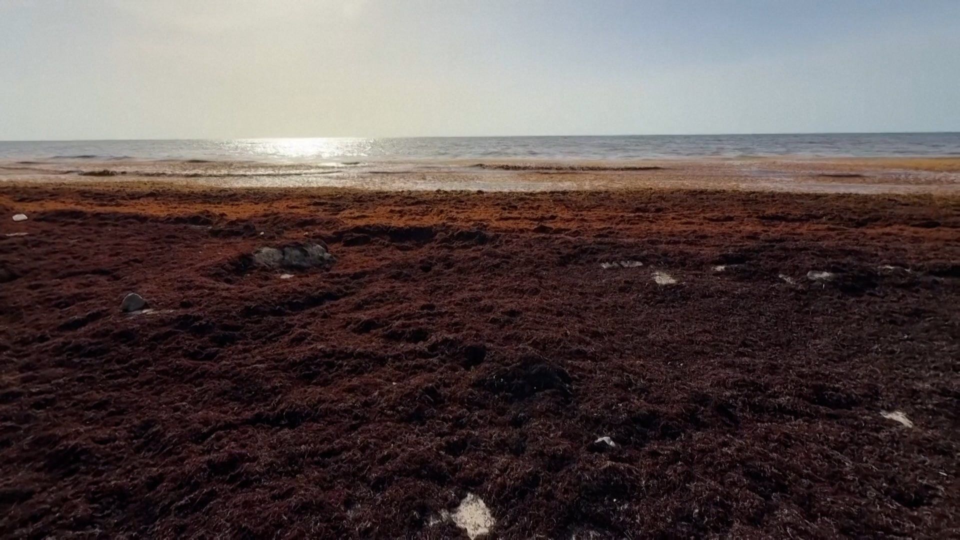 Mexico sargassum tourism hit by record seaweed surge
