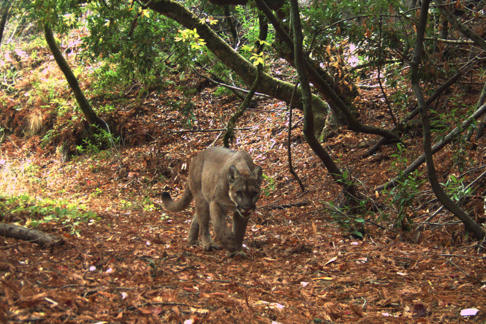 Mountain lions reshape wildlife activity in a small California preserve