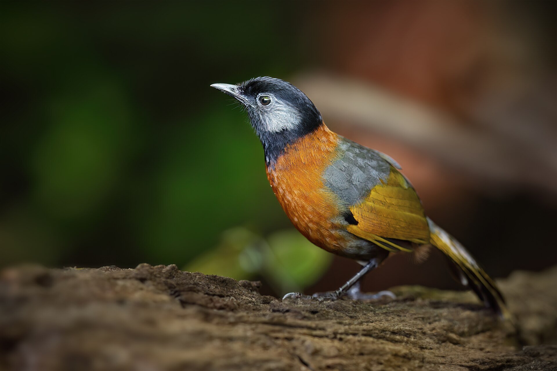 Colorful songbirds are more likely to face extinction, study finds