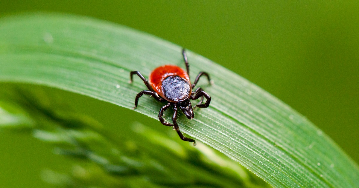 Rare Lyme bacterium detected in New York for the first time