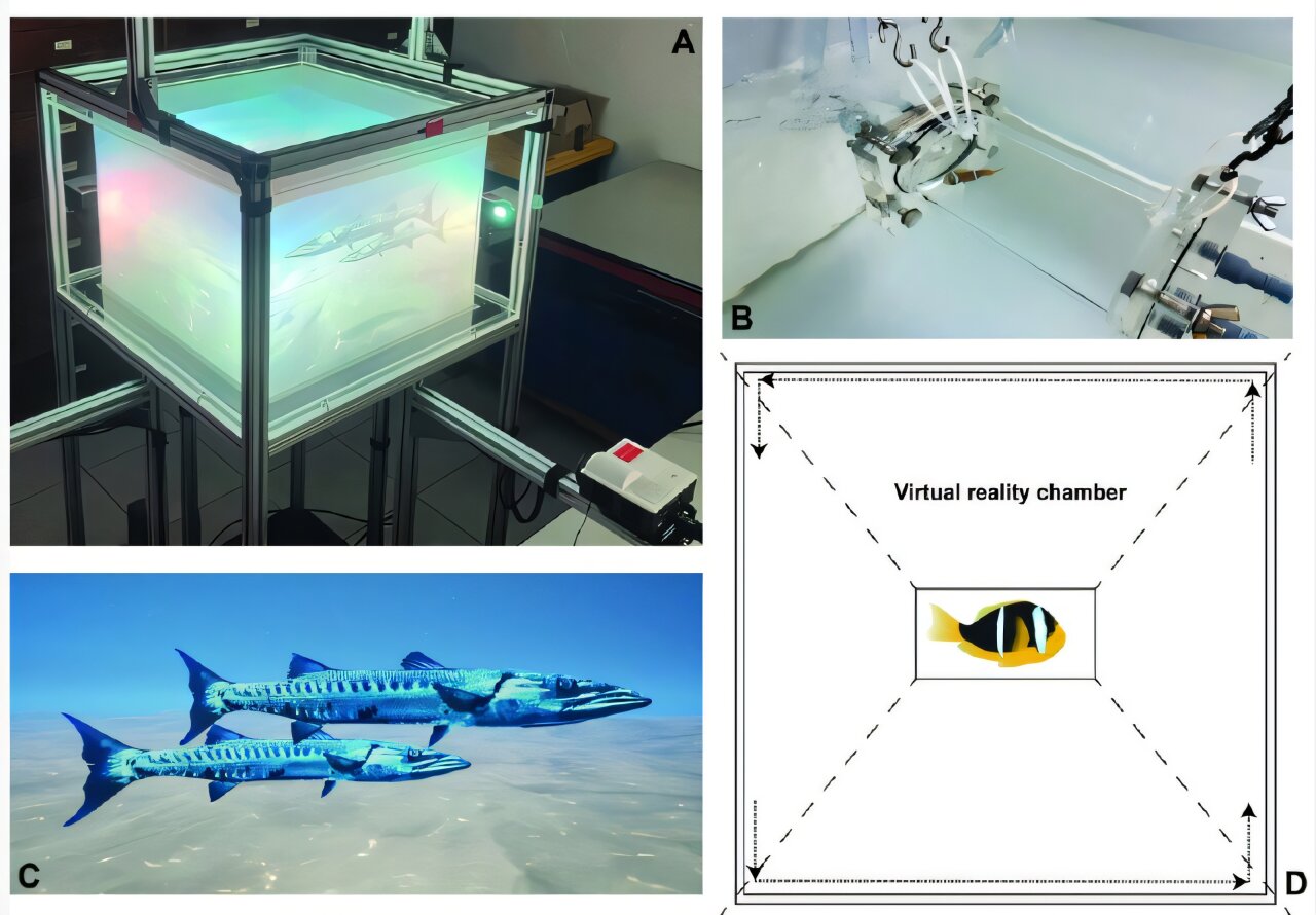 Artificial light fish study finds altered predator response in VR tank