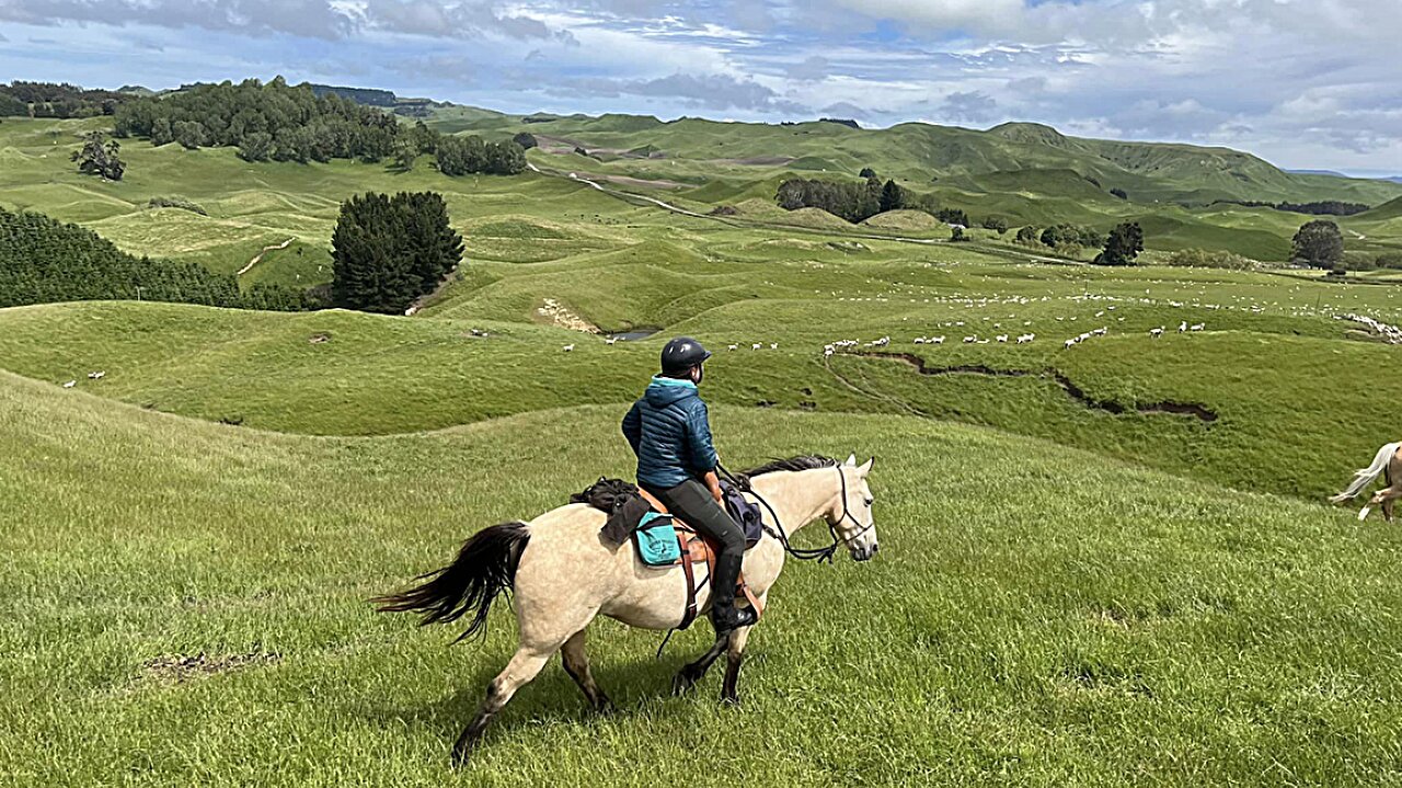 Horse owners’ psychology linked to riding, training and tack choices